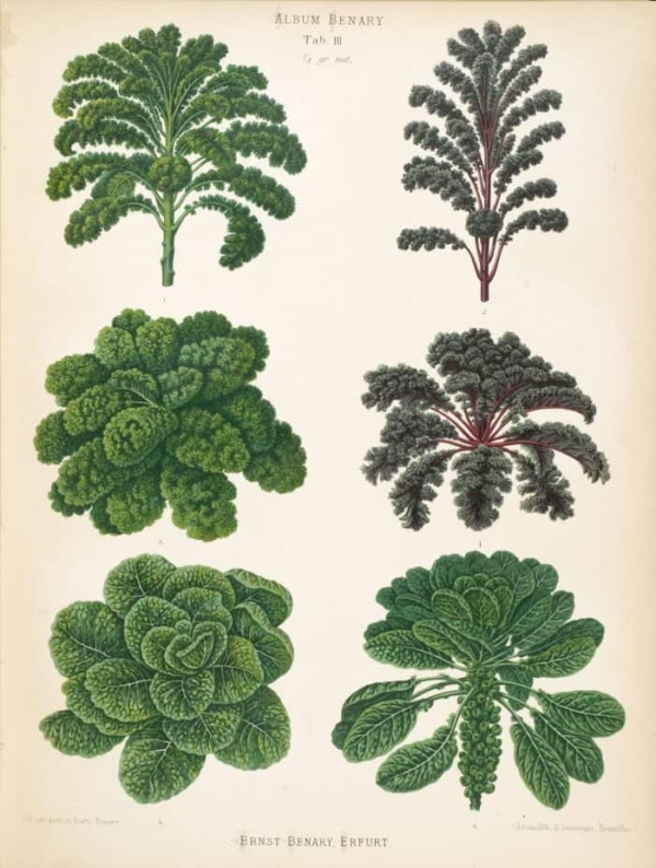 chefv-kale-old-engraving-800p Kale varieties