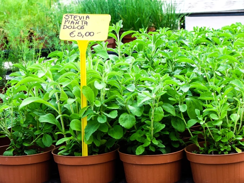 chefv-stevia-plants-900p Stevia plants