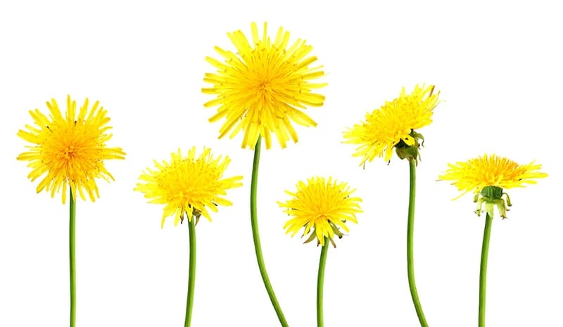 dandelion-flowers-800p dandelions