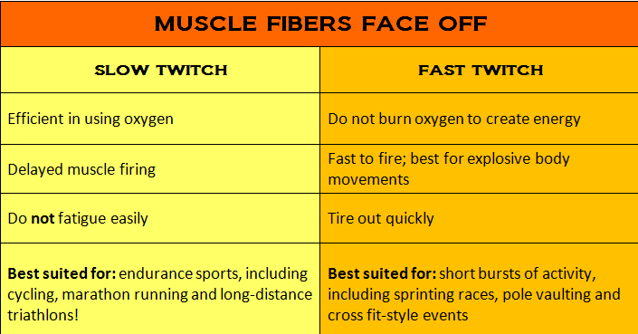 chefv-muscle-fiber-differences muscle fiber types