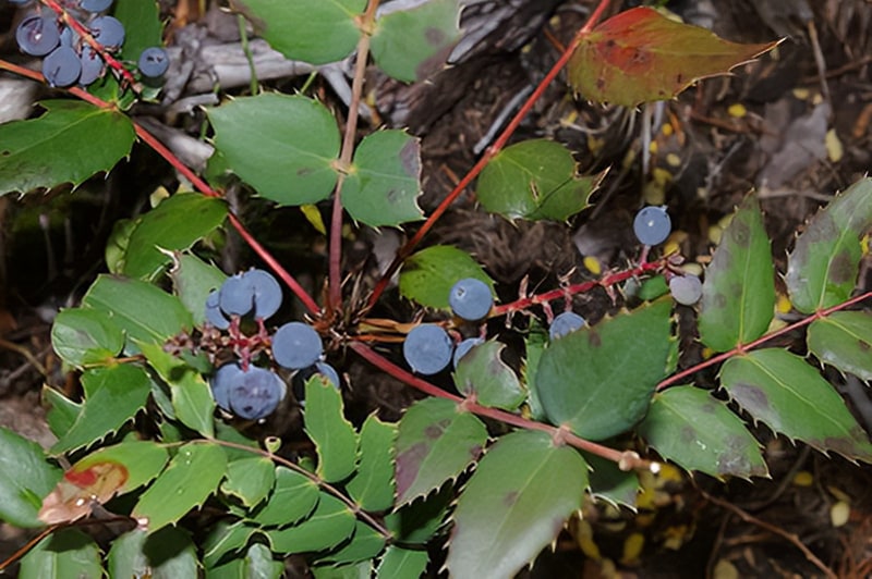 plant_output Oregon Grape root