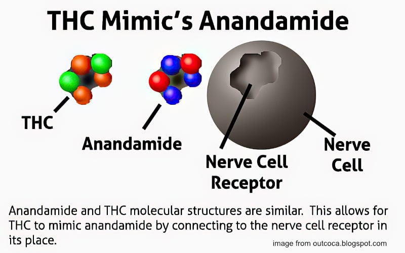 chefv-anandamide-thcgigapixel-width-800px anandamide